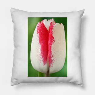 Tulipa  'Denise'  Tulip  Triumph Group Pillow