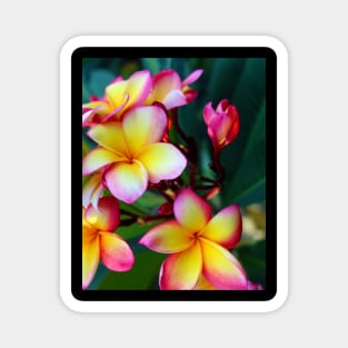 plumeria-flowers-frangipani-floral-blossom-petal-rubra-shirtyshirto-02 Magnet