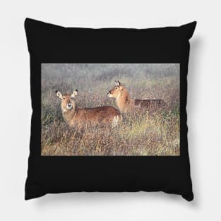 De Fassa Waterbuck Pillow