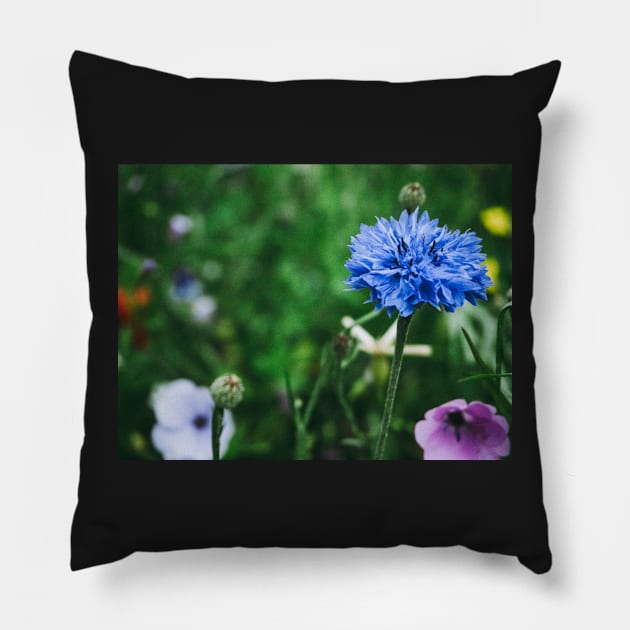 Cornflower Pillow by hextrovert