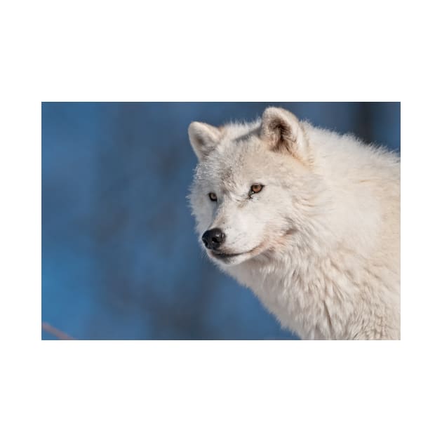 Arctic Wolf by jaydee1400