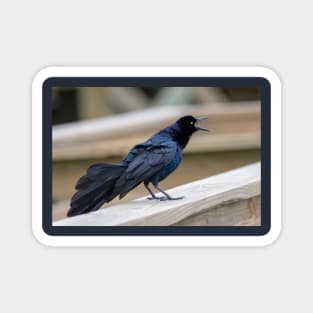 Great Tailed Grackle Shimmers in Iridescent Color Magnet