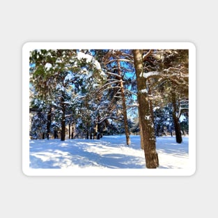 Scene at the Sormovsky Park in Nizhny Novgorod with pine trees, foliage, trunks, snow and trail Magnet