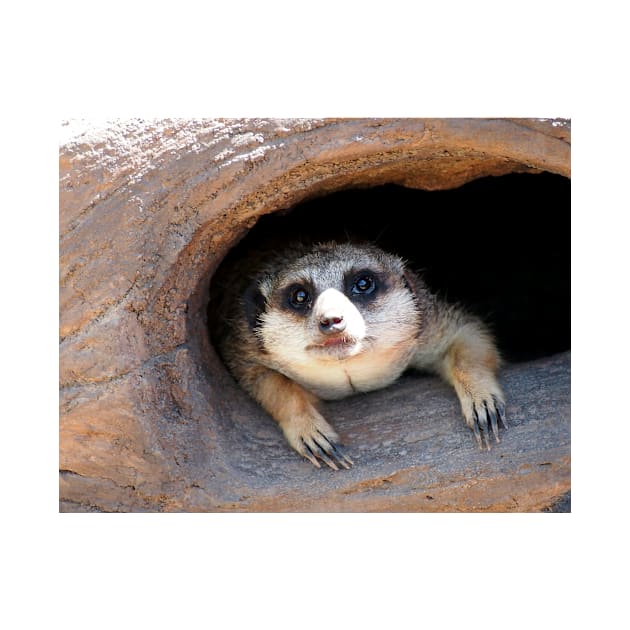 Meerkat posing from a Tree Stump by Scubagirlamy