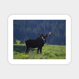 Young Moose Bull Magnet