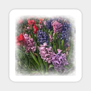 Hyacinth With Tulips Magnet