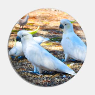 Cockatoos Feeding! Pin