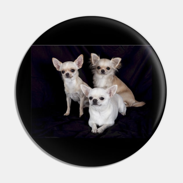 chihuahua group Pin by Wanderingangel