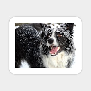 Border Collie in the Snow Magnet