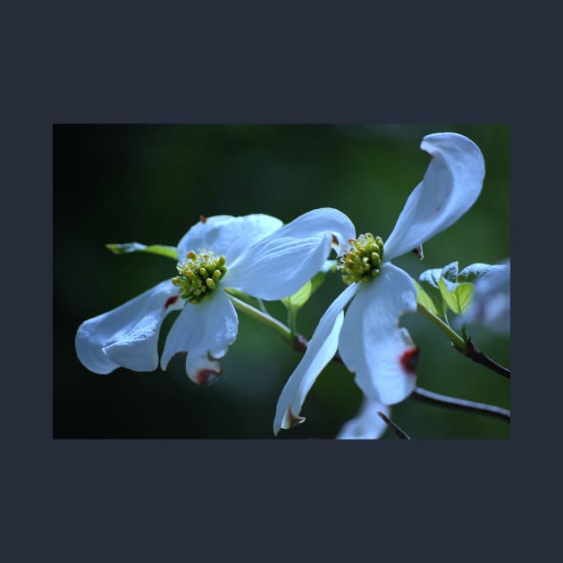 Dogwood Blossom by LaurieMinor