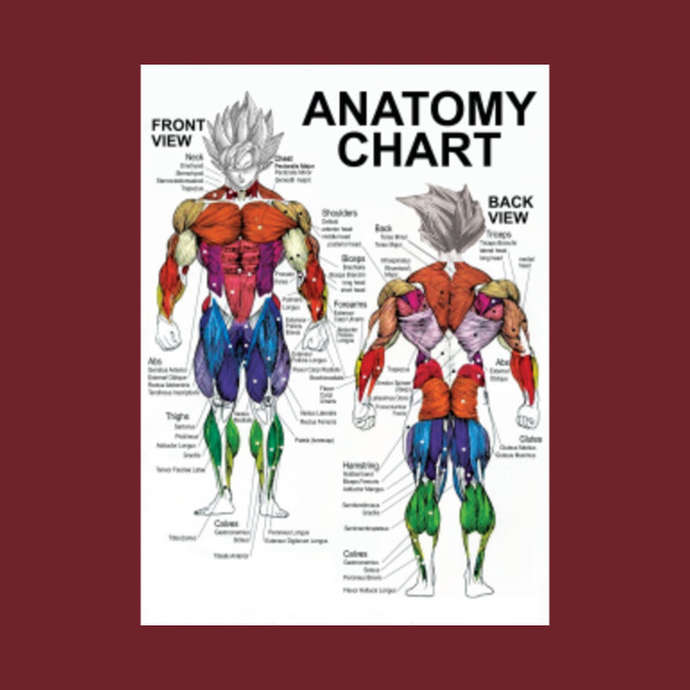 Anatomy Chart Goku