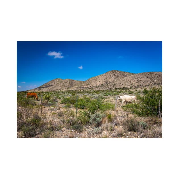 Criollo Cattle on the Open Range by Gestalt Imagery