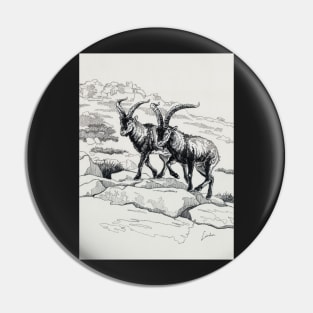 Capra Ibex on the mountain Pin