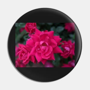 Pink Blooming Bush Photographic Image Pin