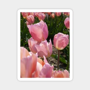 Pink Tulips Magnet