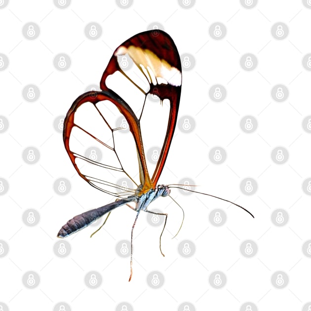 Amazing Glasswing Butterfly by DesignMore21