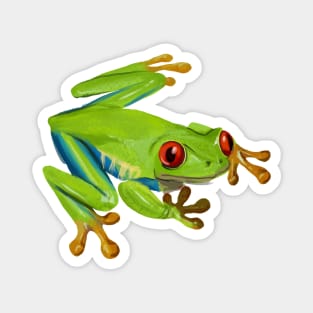 Red Eyed Tree Frog Magnet