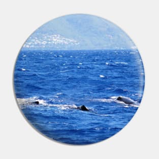 Whale Watching in the Caribbean Pin