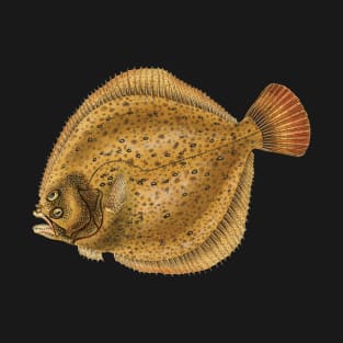 Turbot (Scophthalmus maximus) - flatfish scientific illustration. T-Shirt