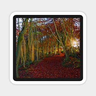 Sunrise, Westridge Woods on the Cotswold Way Magnet