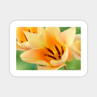 Tulipa  'Fur Elise'  Tulip  Greigii Group Magnet