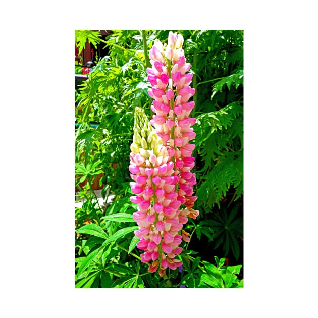 Lupine Pretty in Pink by bobmeyers