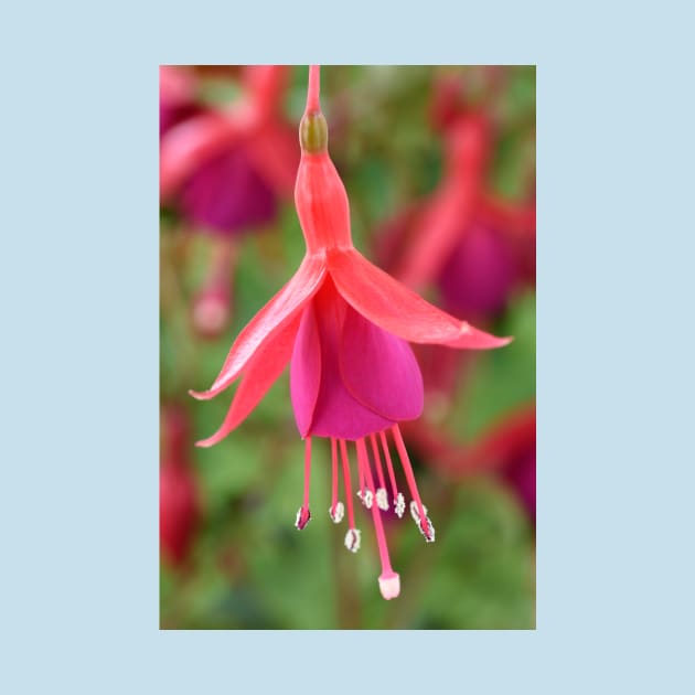 Fuchsia  &#39;Pink Fizz&#39; by chrisburrows