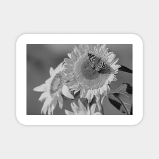 American Painted Lady Butterfly On Sunflower Magnet