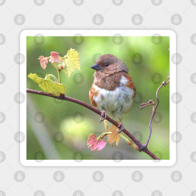 Eastern Towhee Magnet by BirdsnStuff