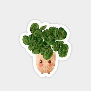 Cute Plant Illustration, Lemon Lime Prayer Plant - Maranta Magnet