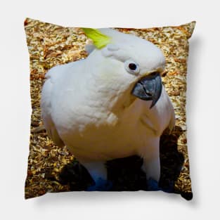 This is my good side! Pillow