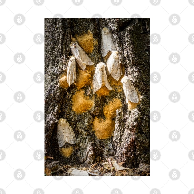 Gypsy Moths 2 by Robert Alsop