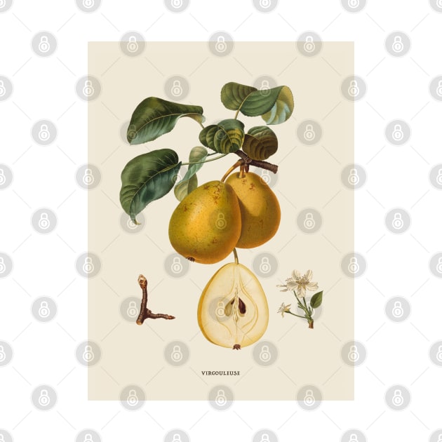 Pear Antique Botanical Illustration by Antiquated Art