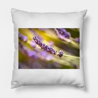 Lavender in garden Pillow