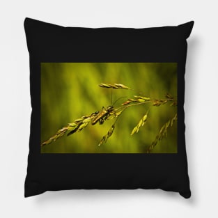 WHY GRASSES MAYBE BE SO IMPORTANT! Pillow