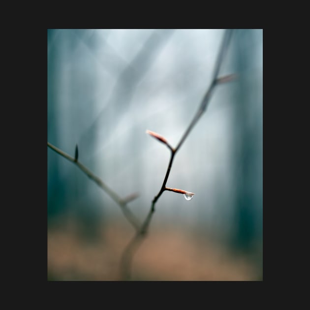 Raindrop on a twig in the forest by naturalis