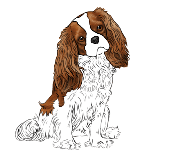 Cavalier King Charles Spaniel - Blenheim Kids T-Shirt by jollyinu