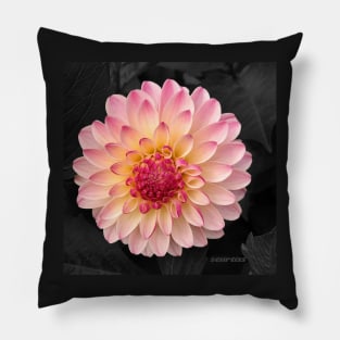 Pink Flower Art for Fashion and Home decor Pillow