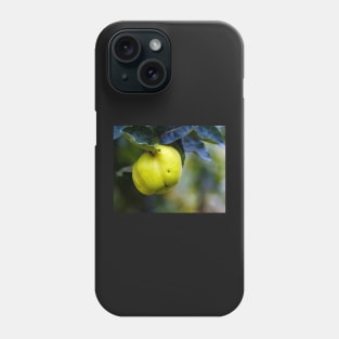 Yellow ripe quince on branch Phone Case