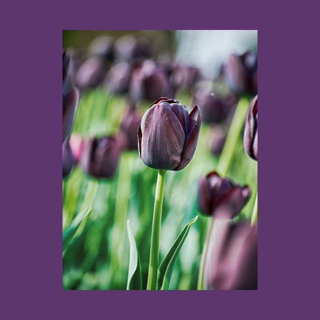 Black Tulip by BonniePhantasm