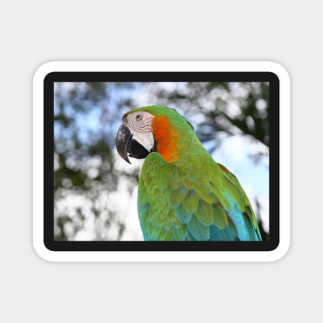 Harlequin Macaw Portrait Magnet by Carole-Anne