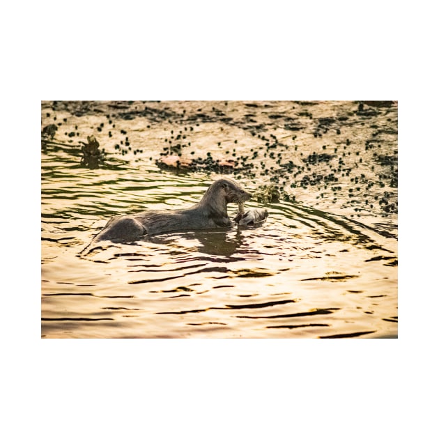 Otter in water by KensLensDesigns