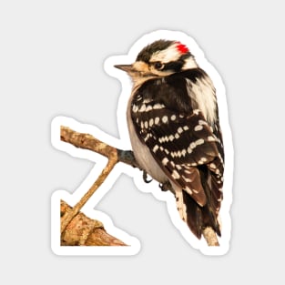 Downy Woodpecker with no background Magnet