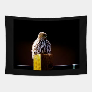 " Observe " : Coopers hawk wildlife Tapestry
