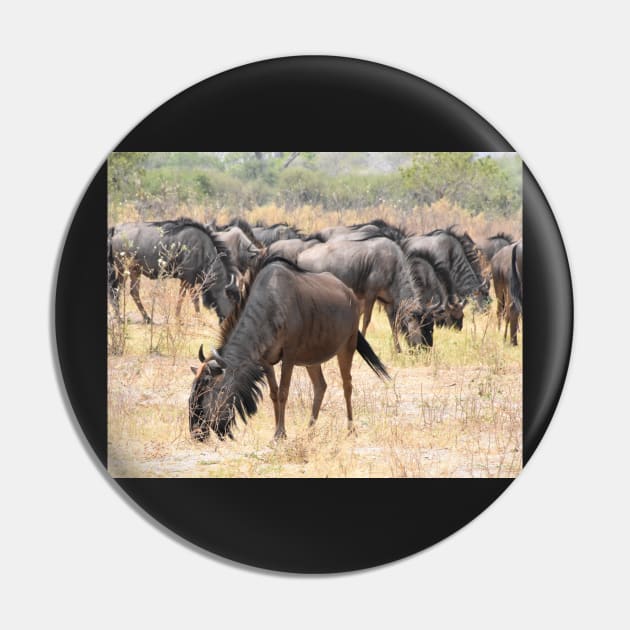 A herd of Wildebeest Pin by Steves-Pics