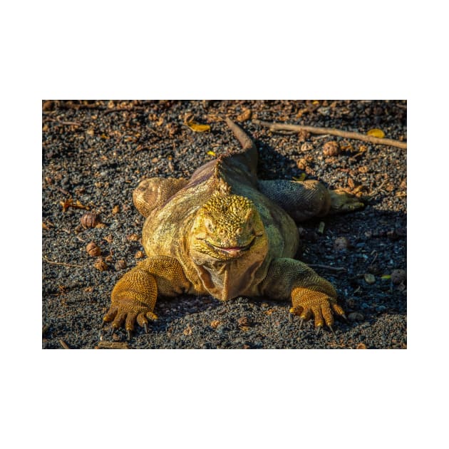 Galapagos Land Iguana, Galapagos Islands by iansmissenphoto