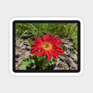 Red Gerber Daisy 1 Magnet