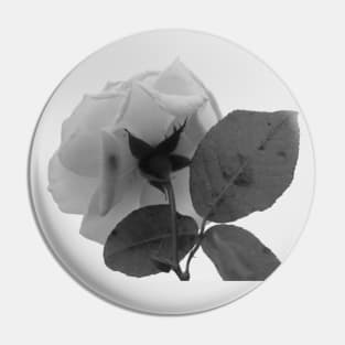 Rose White Flower Grey scale Closeup Pin