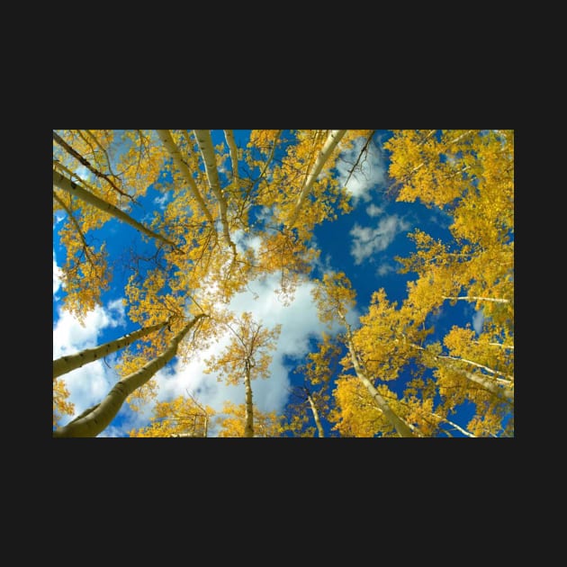 Looking Up At Blue Sky Through A Canopy Of Fall Colored Aspen Trees by RhysDawson