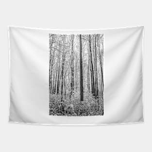 Contrasted Forest of Snow Tapestry